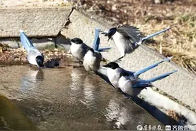 寻找春天！灰鹊戏水报春来图片