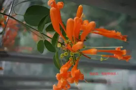 虽无声却喜庆，特别的“炮仗”“喜炮”图片