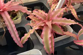办公室绿植有啥新货？浙江花卉博士的高颜值推荐，“粉色小菠萝”了解一下图片