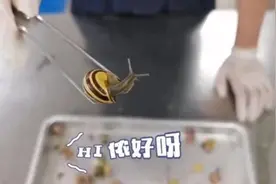 来自境外的“纪念品”在蠕动？盘点上海海关拆过的“盲盒”，密恐慎入！图片