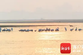 它们越冬 我们守护：上万只候鸟齐聚儋州湾，护鸟队队员、村民不停歇图片