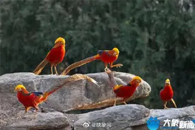 山间“凤凰”飞！红腹锦鸡身披七彩华羽翩然起舞图片
