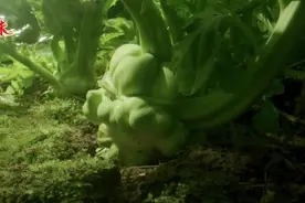 乡味｜重庆涪陵：一碟小菜 百年乡愁图片