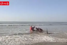 幼年鲸鲨搁浅阳江沙滩，众人合力营救图片