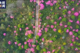 云南景迈山万亩茶园樱花绽放 绚丽多彩的生态美景装点冬日图片