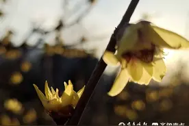 正月初十济南温暖如春，千佛山上百株蜡梅花齐放清香扑鼻图片
