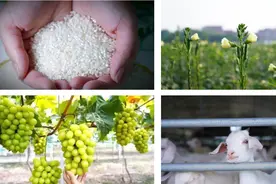 农业现代化“芯片”，可能藏在农户蔬菜摊里？要培育“好”的也保留“野”的图片