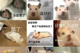 【梗研究】像只老鼠一样去倾诉心事，“鼠鼠我啊”是个什么梗？图片