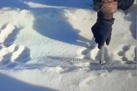 大王来巡山！又现野生东北虎足迹图片