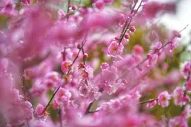 芜湖滨江公园 雨中红梅别样美图片