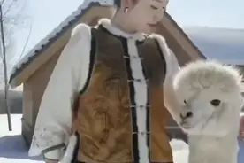 小姐姐本想优雅转身合影，没想到被羊驼拖着跑图片