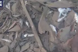水面漂浮彩色油状物质！现大量死鱼死虫！实拍美俄亥俄州污染水域图片