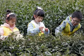体验采茶乐趣 感受春天气息图片