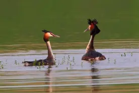 神奇生物在哪里丨洞庭湖里的恋爱高手：凤头鸊鷉图片
