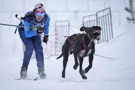 （外代一线）（5）俄罗斯：狗拉雪橇赛图片