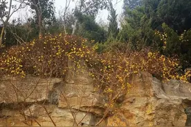 我爱迎春花，它是春的使者图片