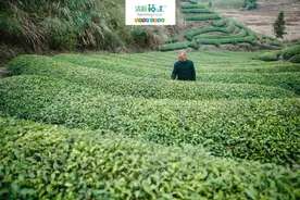 武夷岩茶非遗档案｜碧水丹山一壶茶图片