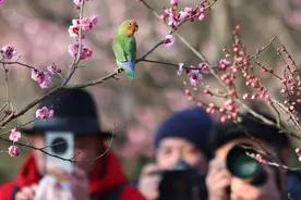 牡丹鹦鹉“飞”进南京梅花山“赏”梅图片