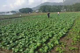 秀山清溪：“三强三服务”助力春耕备耕 绘就“植”此青绿图片