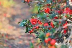 又见花开都江堰 | 千亩海棠花海，许你最美春色~图片