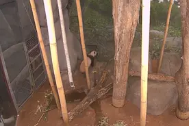 热搜第一！接丫丫回家！图片