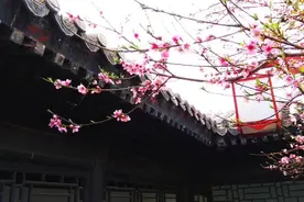 “九”尽寒梅次第开图片