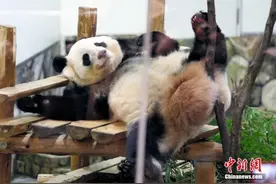 欢迎回家！旅日大熊猫“永明”父女今晚回国图片