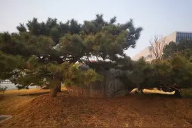懂得安静，学会闭嘴，你就顺了图片