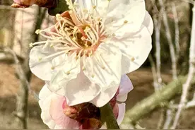 春风梅吐艳！2023青岛十梅庵梅花节3月15日开幕图片