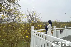 南宁青秀山满园花开 踏春赏花正当时图片