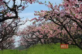 湖北一个小乡村凭什么一年接待30万人？桃花节的背后……图片