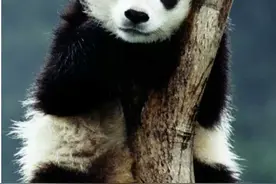 科技圆桌派｜老年大熊猫应该如何照顾？我们问了下研究熊猫的人图片