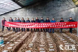 亩产超两千斤！沛县创新技术实现羊肚菌高产图片