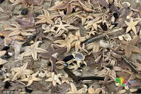 数百只海星被冲上德国海滩图片
