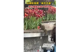 云南松鼠成“采花大盗”，路边摘郁金香大快朵颐图片