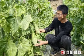 羊角蜜“高甜”来袭，果农喜丰收图片