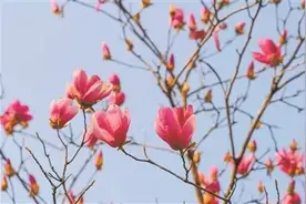 羊城春日赏花模式已开启 请收好这份“赏花公交线路”攻略图片