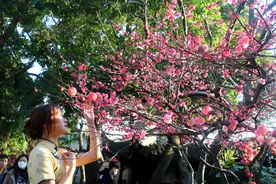 苏州古典园林狮子林梅花绽放春意浓图片