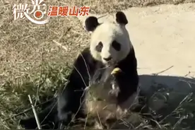 温暖山东丨山东养的熊猫入乡随俗，坐在竹堆里吃玉米面饼子图片