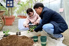“太空种子”，出苗移植啦！图片