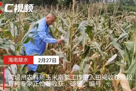 趣说天府春耕⑧丨阿坝玉米育种，为啥还要“打飞的”到海南？图片