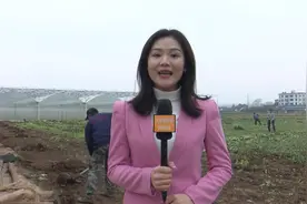 新春走基层：钢架结构连体大棚 确保早稻育秧安全图片