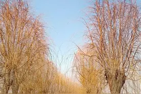 初春时节，出门走走图片