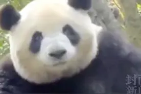 旅俄大熊猫画风炸裂！体重飙升、打滚吊绳，变“战斗熊猫”图片