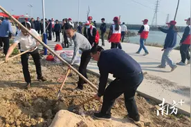 广州异木棉种子漂流记：在绿美隆江植树活动中落地生根图片