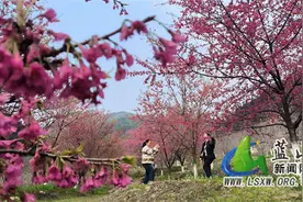 美丽蓝山：樱花绽放春意浓 花团锦簇似云霞图片