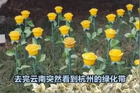 云南的绿化带，又“惹祸”了！图片