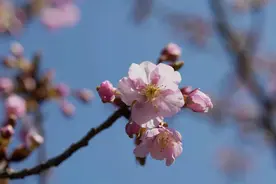 为赏樱季拉开序幕！上海顾村公园下周将迎第一波早樱花潮图片