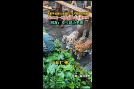 游客手机掉入虎园工作人员帮忙拾取，小老虎在一旁看着还被摸摸图片