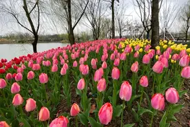 浦江郊野公园2万m²的“奇迹花毯”即将铺开，沪上春日打卡点等你来……图片